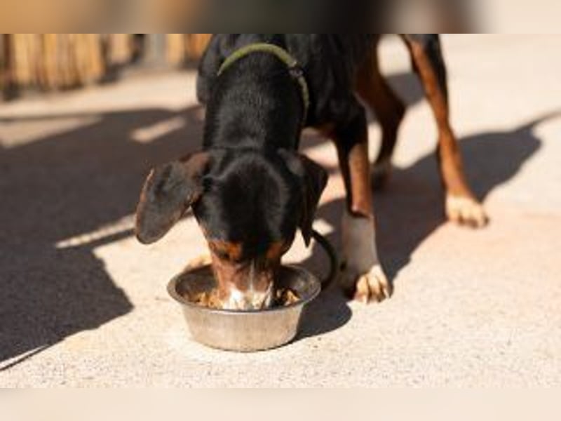 Jagdhund Mischling Bruno
