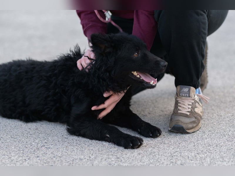 kroatischer Schäferhundmix Gogi