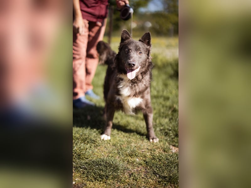 fröhlicher Begleiter Bluey sucht dich