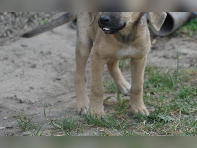 neugierige Winnie