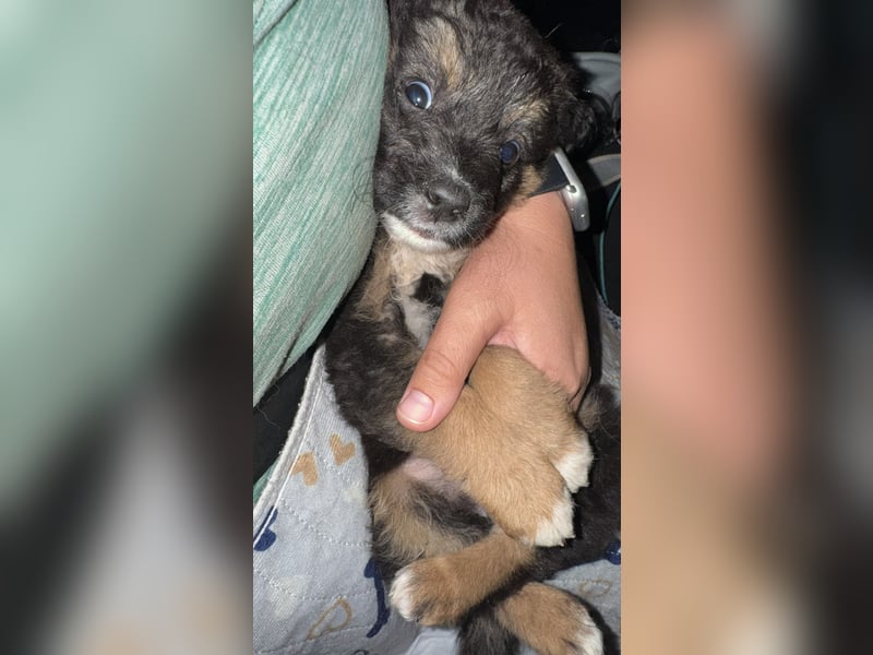 schwerer Start für Corei