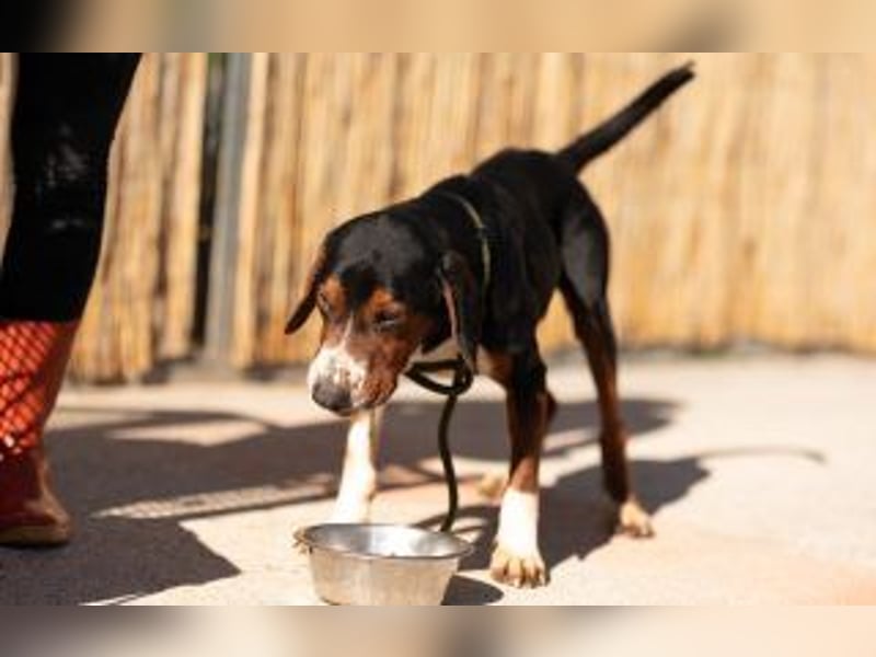 Jagdhund Mischling Bruno