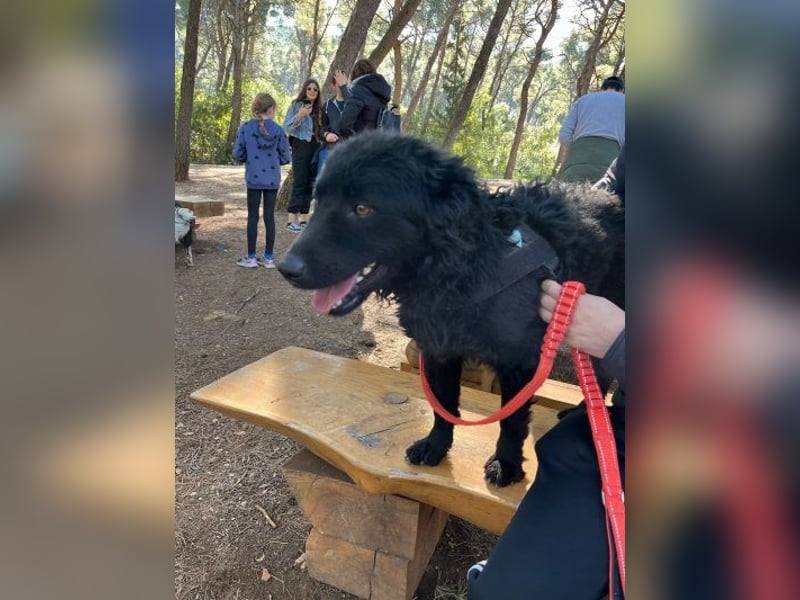 kroatischer Schäferhundmix Gogi