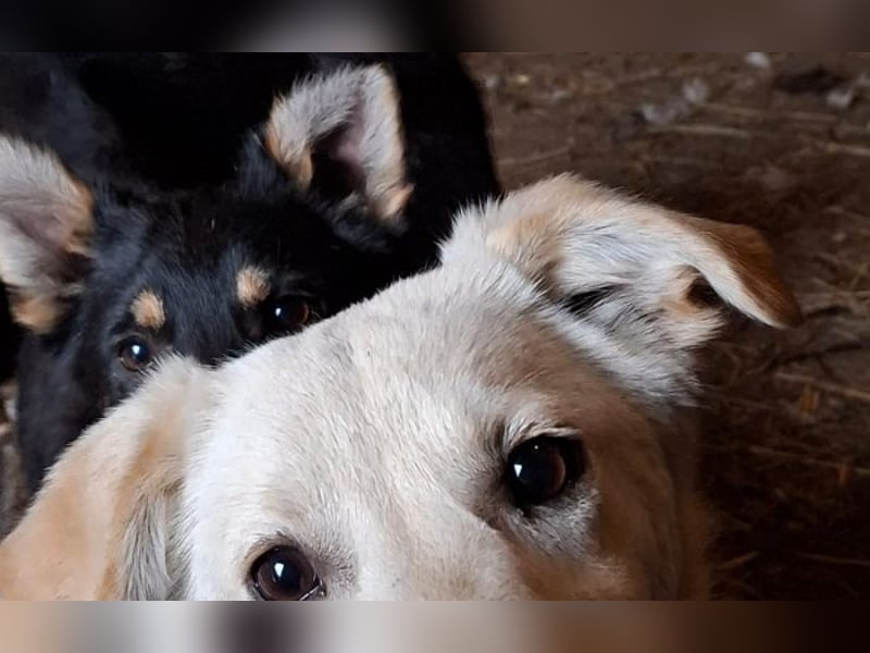 Energierbündel Angie