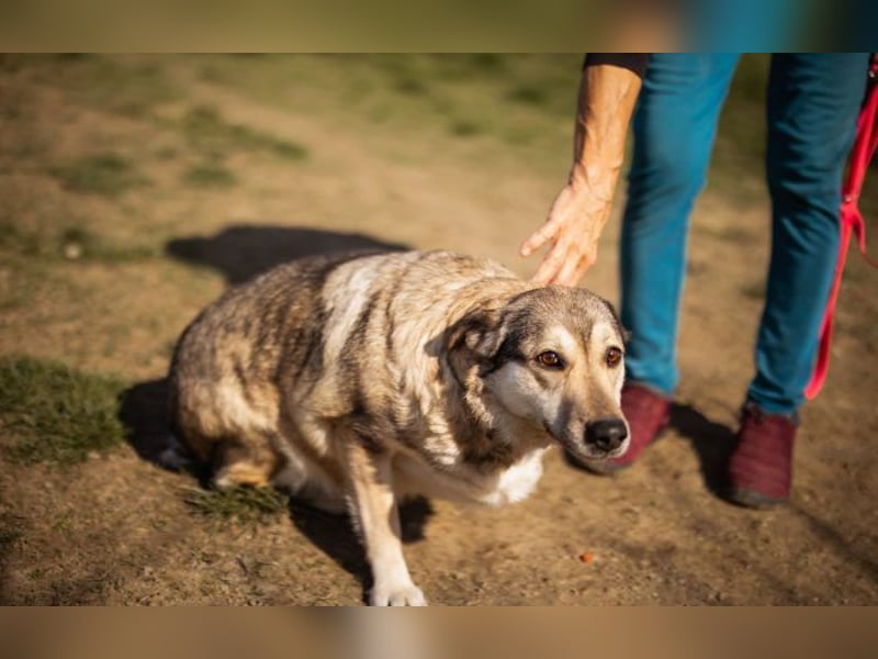 sanftmütige Sibilla