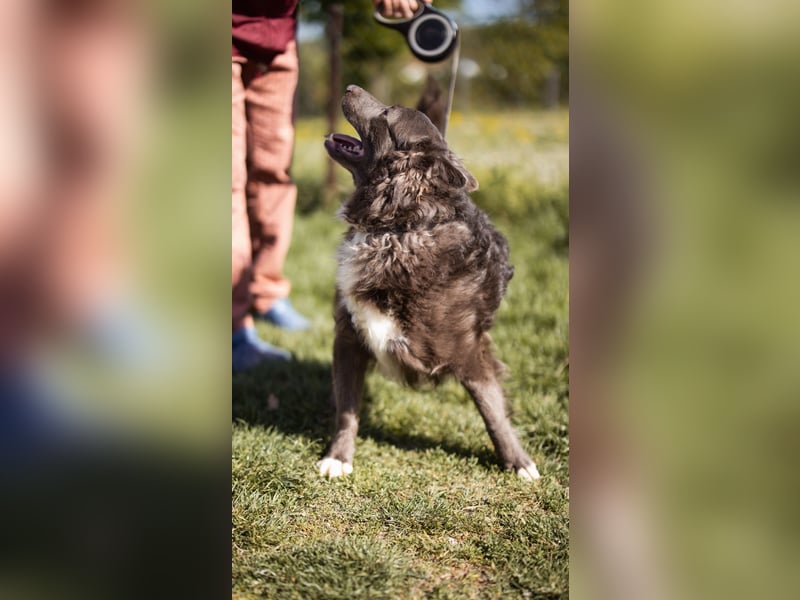 fröhlicher Begleiter Bluey sucht dich