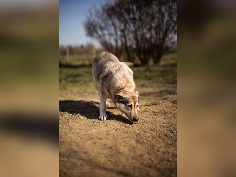 sanftmütige Sibilla