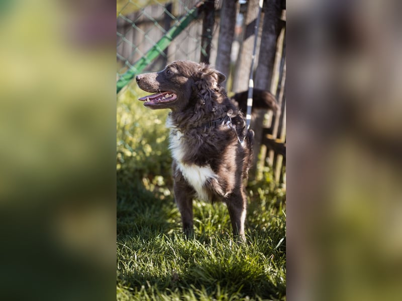 fröhlicher Begleiter Bluey sucht dich
