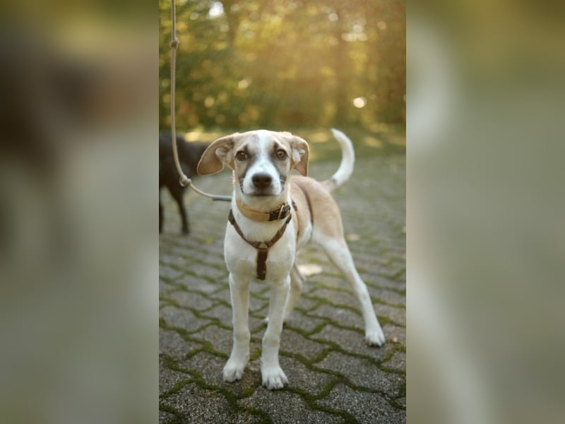 fröhliche Darla wartet in 58135 Hagen
