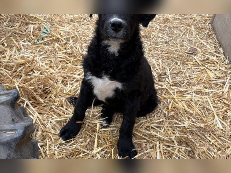 kleiner Kämpfer Brundo