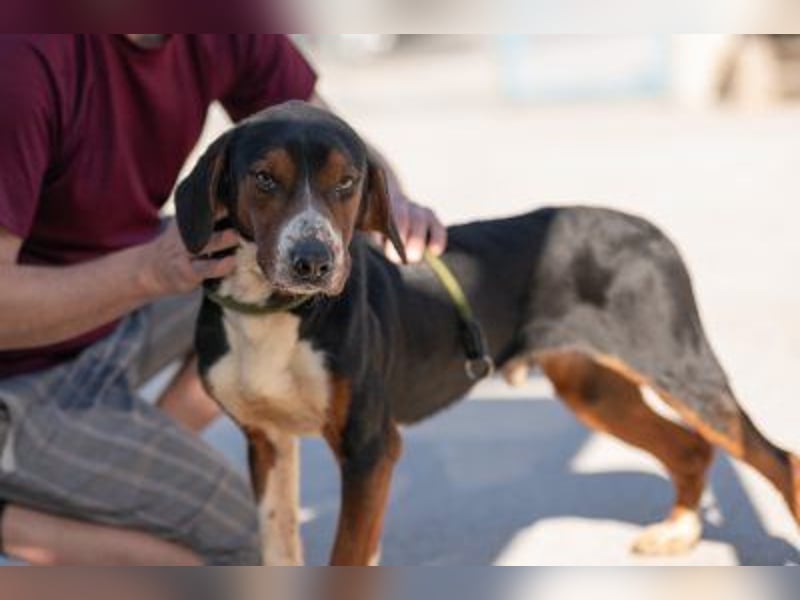 Jagdhund Mischling Bruno