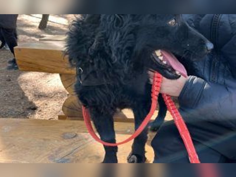 kroatischer Schäferhundmix Gogi