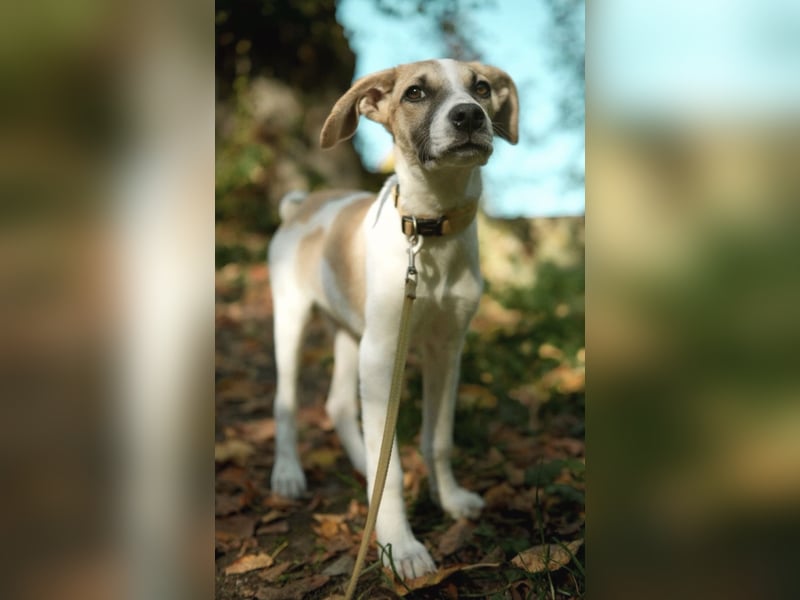 fröhliche Darla wartet in 58135 Hagen