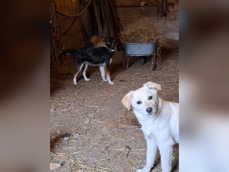 Energierbündel Angie