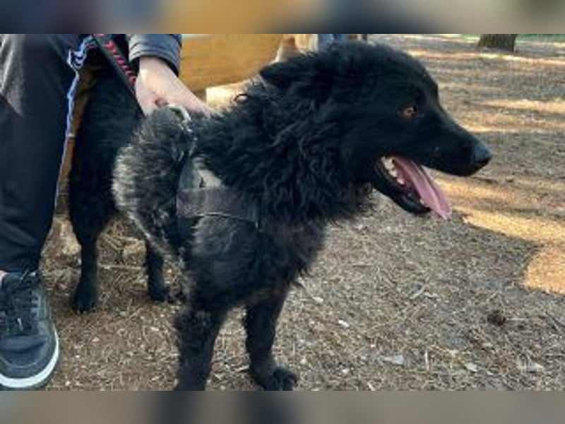 kroatischer Schäferhundmix Gogi