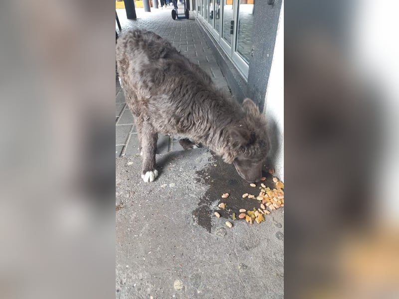 fröhlicher Begleiter Bluey sucht dich