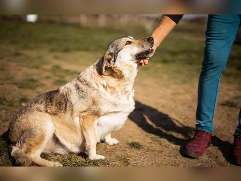 sanftmütige Sibilla