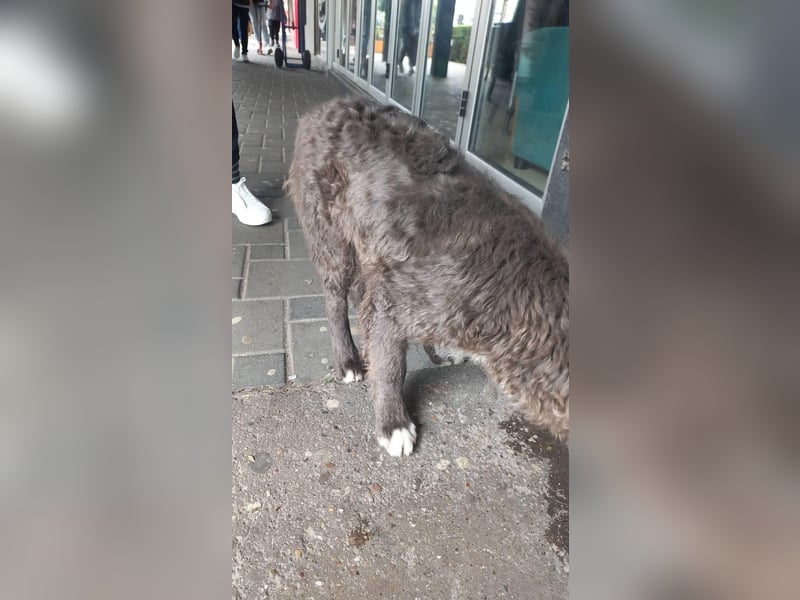 fröhlicher Begleiter Bluey sucht dich