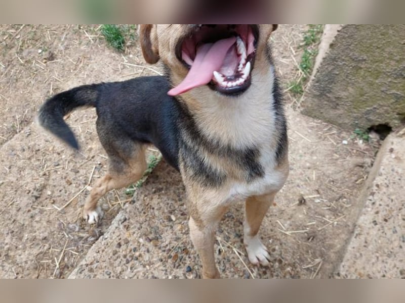 kleiner Kämpfer Toby