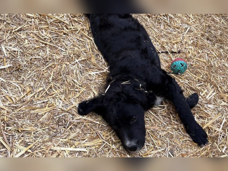 kleiner Kämpfer Brundo