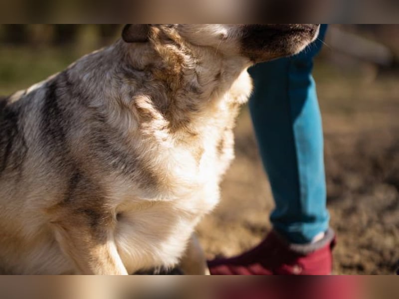 sanftmütige Sibilla