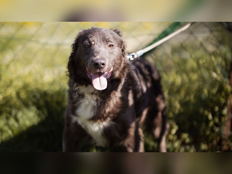 fröhlicher Begleiter Bluey sucht dich