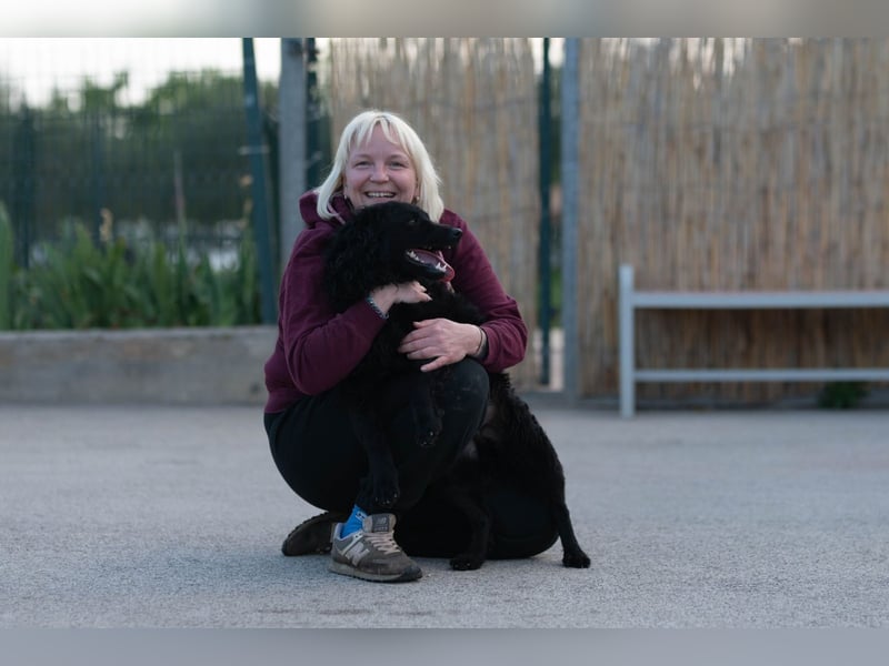 kroatischer Schäferhundmix Gogi