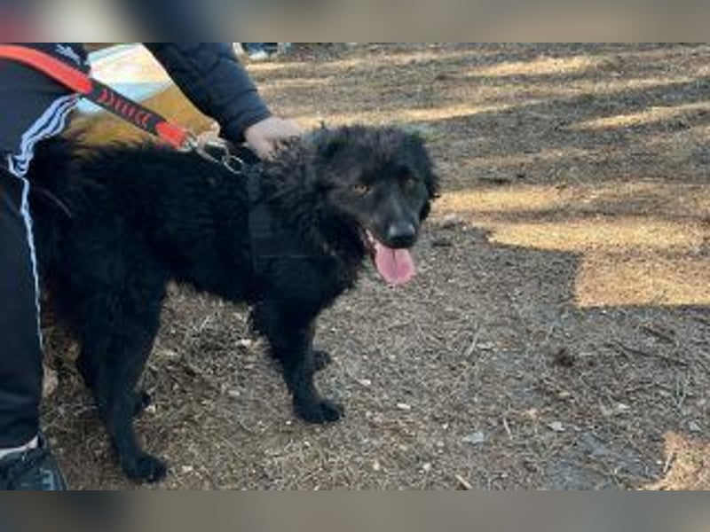 kroatischer Schäferhundmix Gogi