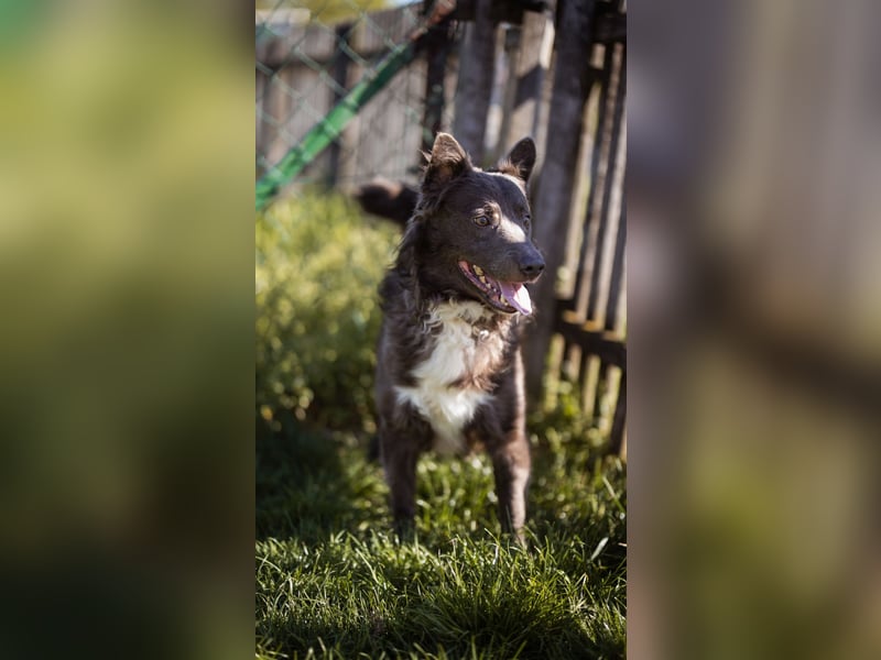 fröhlicher Begleiter Bluey sucht dich