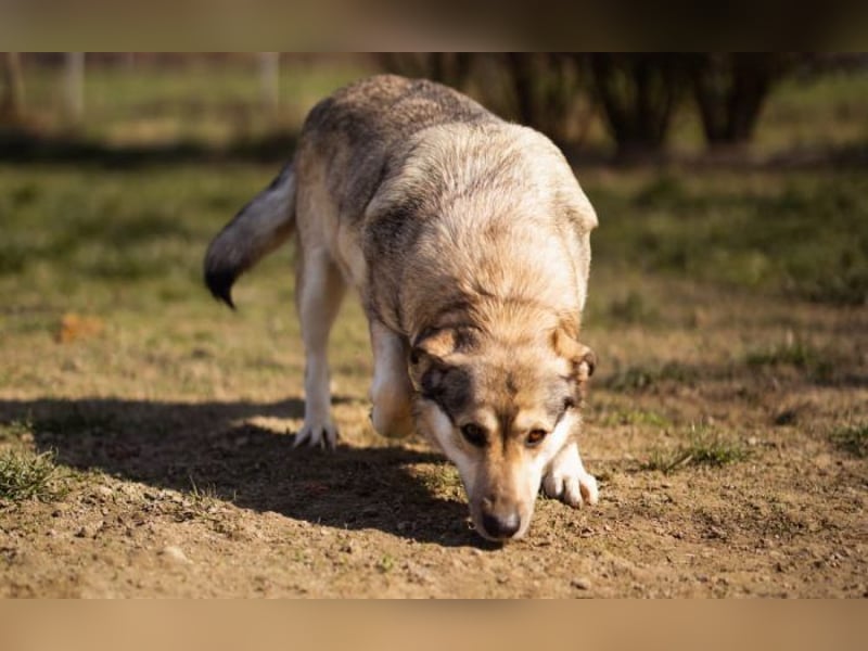 sanftmütige Sibilla