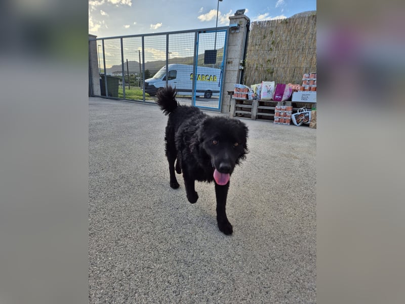 kroatischer Schäferhundmix Gogi