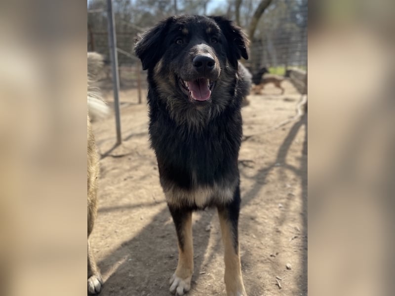 Marcello, geb. ca. 04/2022, lebt in GRIECHENLAND, auf einer privaten Pflegestelle