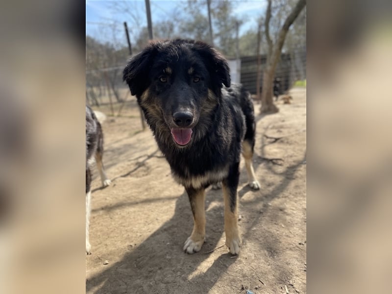 Marcello, geb. ca. 04/2022, lebt in GRIECHENLAND, auf einer privaten Pflegestelle