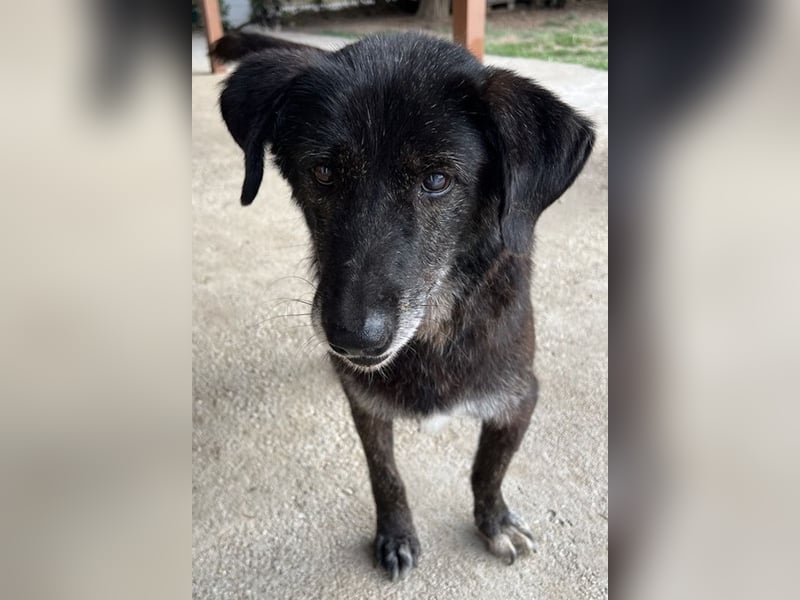 Bolt, geb. ca. 09/2017, lebt in GRIECHENLAND, auf einer privaten Pflegestelle