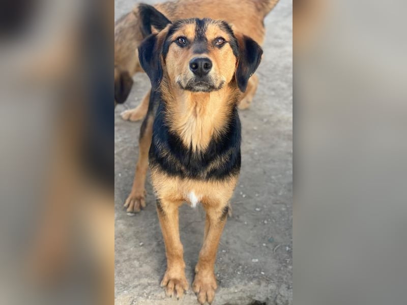 Rockie, geb. ca. 07/2025, lebt in GRIECHENLAND, im städt. Tierheim Serres