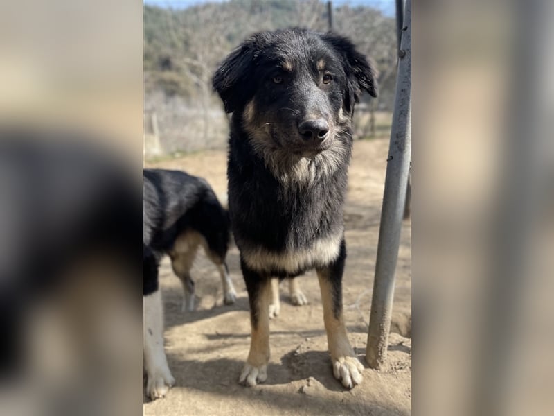 Marcello, geb. ca. 04/2022, lebt in GRIECHENLAND, auf einer privaten Pflegestelle