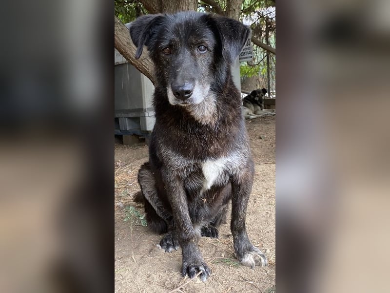 Bolt, geb. ca. 09/2017, lebt in GRIECHENLAND, auf einer privaten Pflegestelle