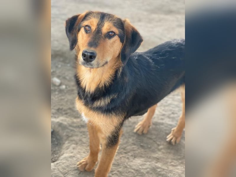 Rockie, geb. ca. 07/2025, lebt in GRIECHENLAND, im städt. Tierheim Serres