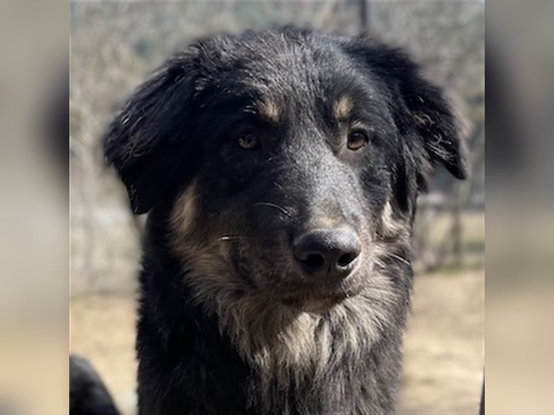 Marcello, geb. ca. 04/2022, lebt in GRIECHENLAND, auf einer privaten Pflegestelle