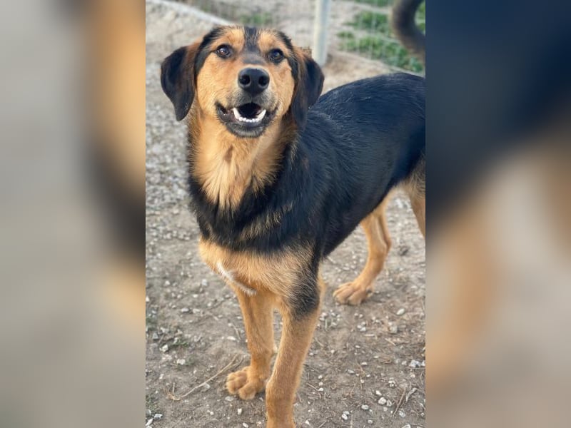 Rockie, geb. ca. 07/2025, lebt in GRIECHENLAND, im städt. Tierheim Serres