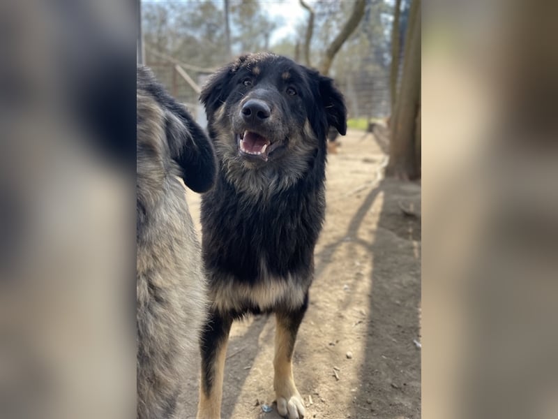 Marcello, geb. ca. 04/2022, lebt in GRIECHENLAND, auf einer privaten Pflegestelle