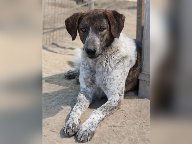 Naxos, geb. ca. 07/2020, lebt in GRIECHENLAND, im städt. Tierheim Serres