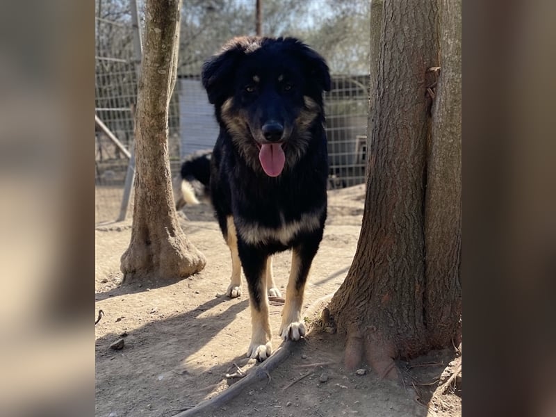 Marcello, geb. ca. 04/2022, lebt in GRIECHENLAND, auf einer privaten Pflegestelle