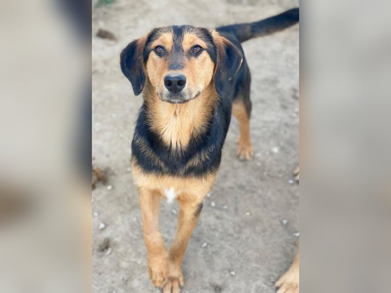 Rockie, geb. ca. 07/2025, lebt in GRIECHENLAND, im städt. Tierheim Serres