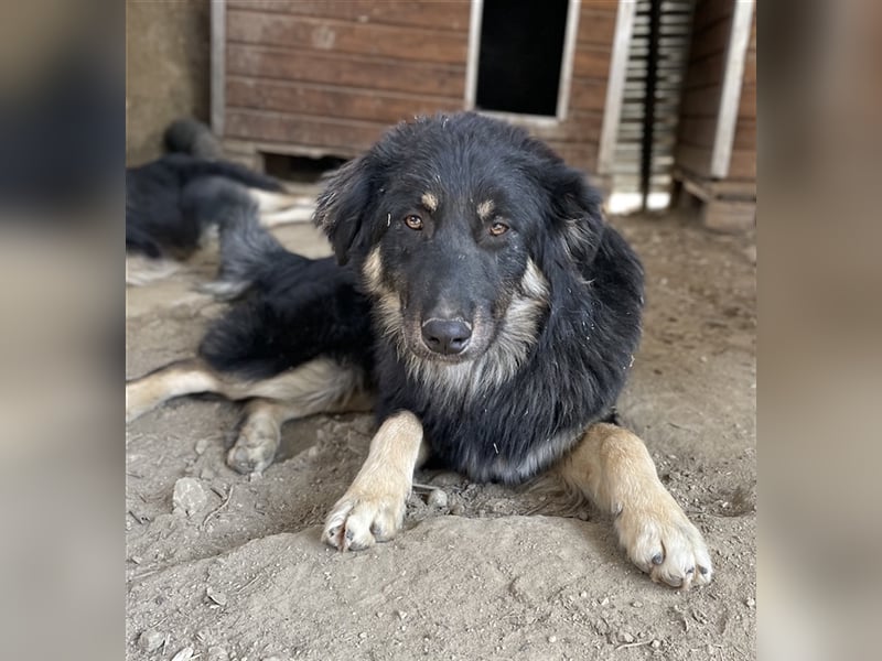 Marcello, geb. ca. 04/2022, lebt in GRIECHENLAND, auf einer privaten Pflegestelle