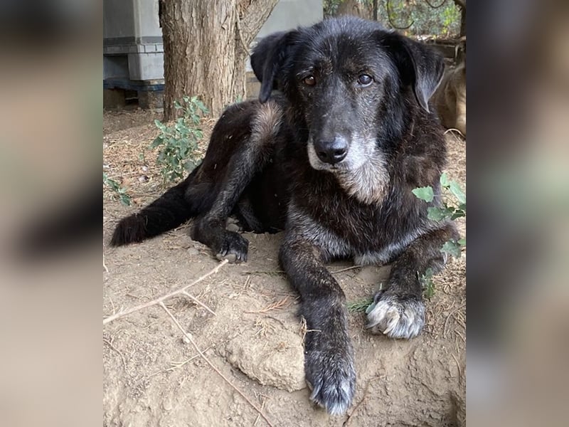 Bolt, geb. ca. 09/2017, lebt in GRIECHENLAND, auf einer privaten Pflegestelle