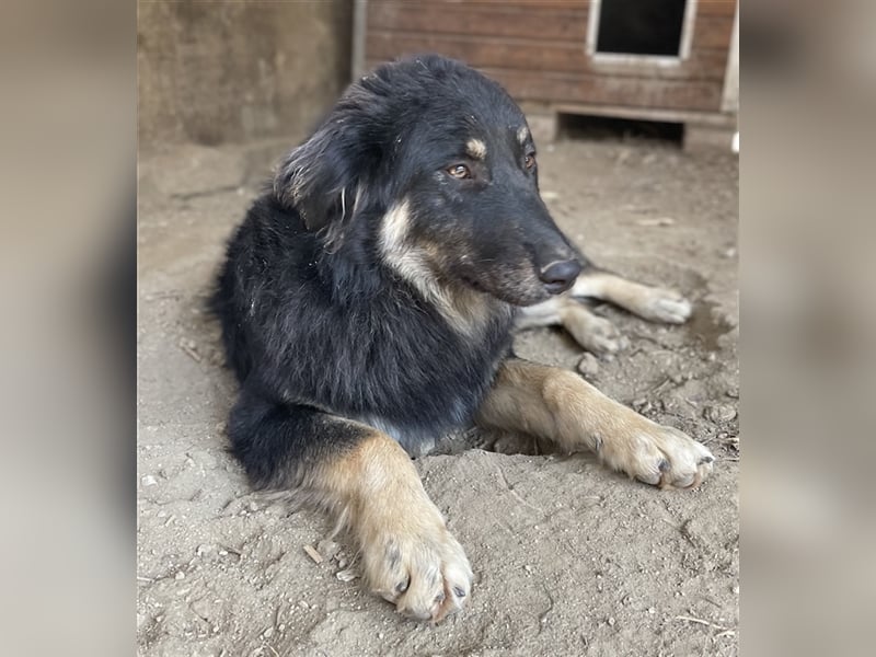 Marcello, geb. ca. 04/2022, lebt in GRIECHENLAND, auf einer privaten Pflegestelle