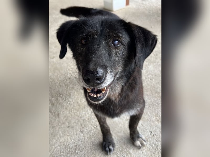 Bolt, geb. ca. 09/2017, lebt in GRIECHENLAND, auf einer privaten Pflegestelle