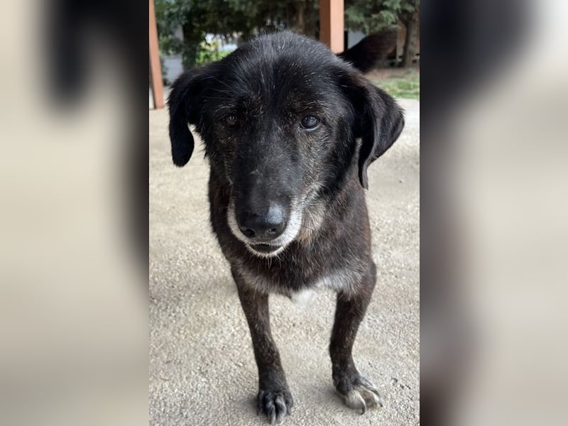 Bolt, geb. ca. 09/2017, lebt in GRIECHENLAND, auf einer privaten Pflegestelle