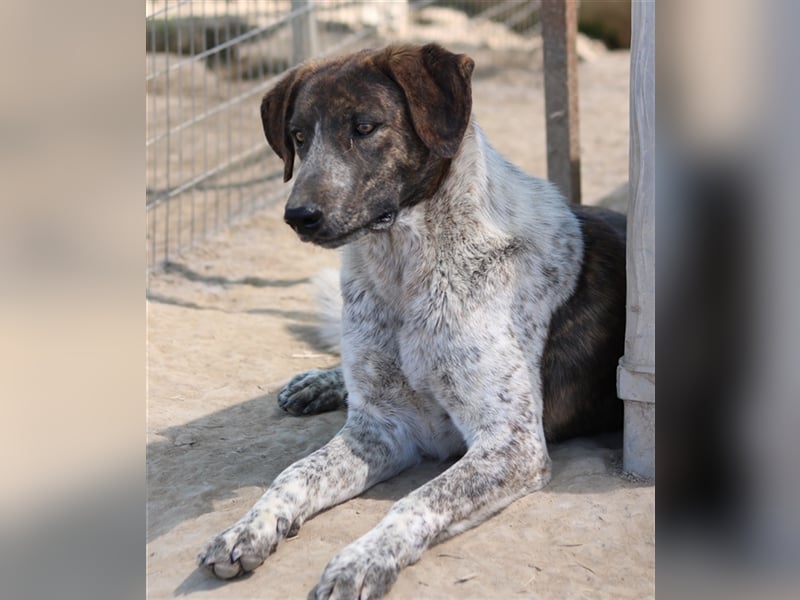 Naxos, geb. ca. 07/2020, lebt in GRIECHENLAND, im städt. Tierheim Serres